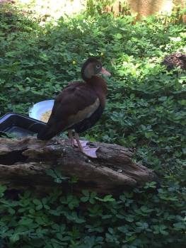 13436147_10209665750741253_1022407098_n