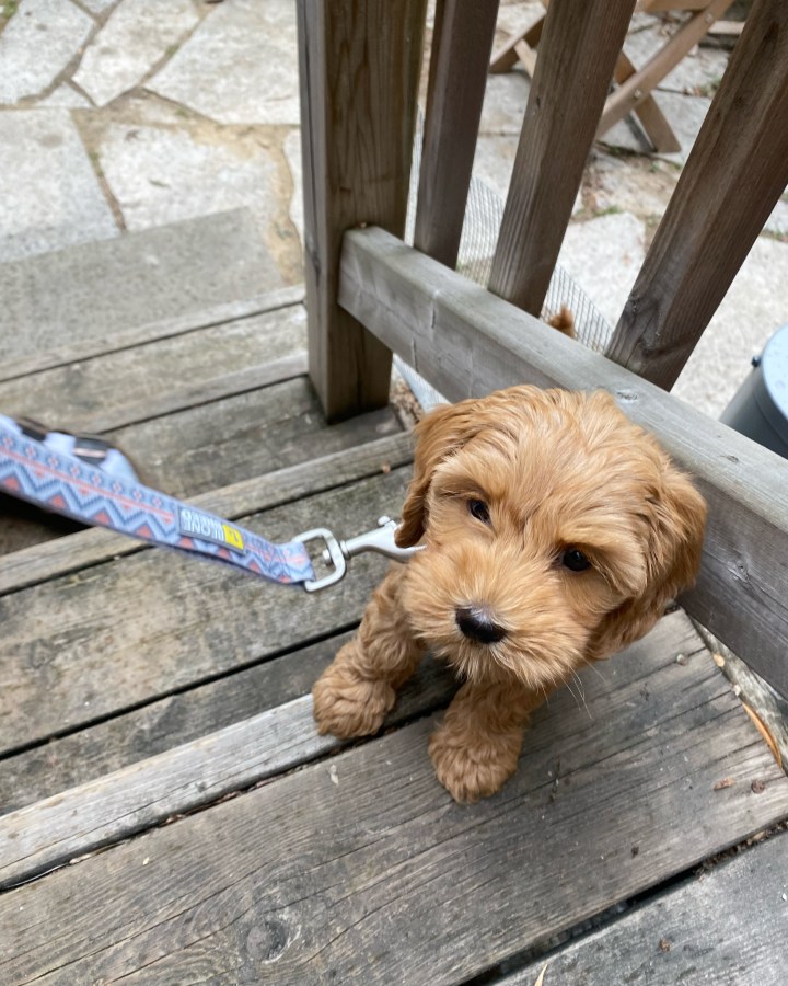 Canadian Dog Accessories – Be One&nbsp;Breed